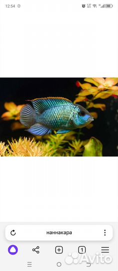 Аквариумные рыбки. Бронь до 30.05