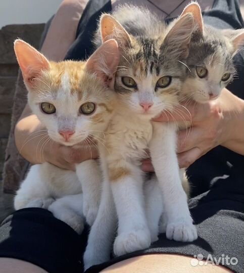 Котята в добрые руки