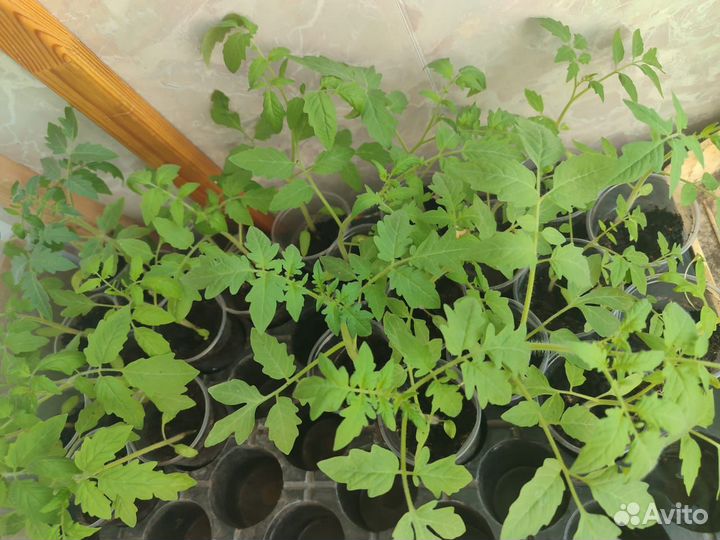 Рассада помидор бычье сердце