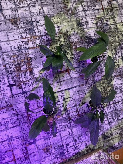 Спатифиллум