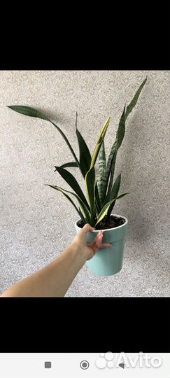 Цветы по 50 р без горшка