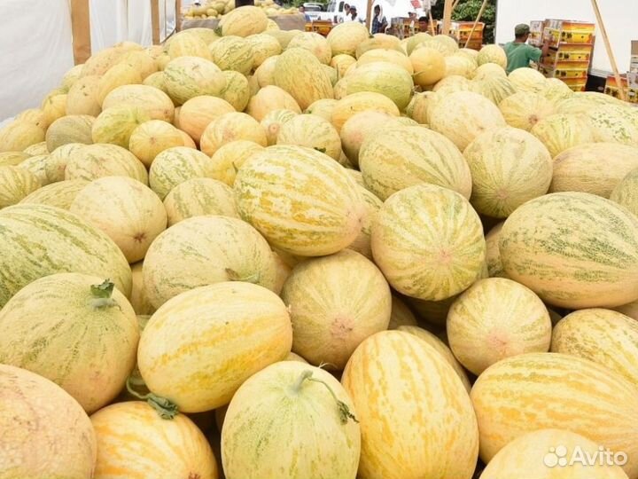 Дыни оптом