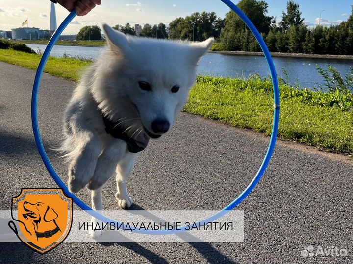 Кинолог СПб, дрессировка собак, передержка собак