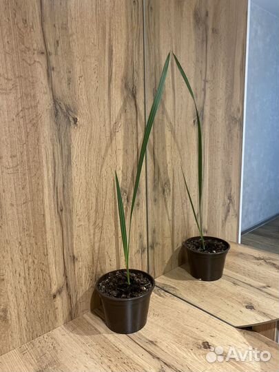 Финиковая пальма