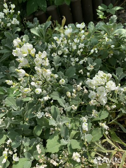 Розы, кустарники и другие растения