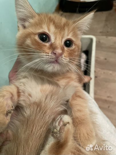 Котенок рыжик в добрые руки
