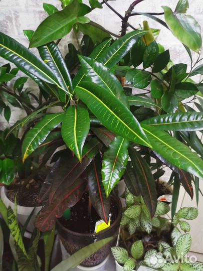 Цветы растения,спатифилум,калла,катарантус