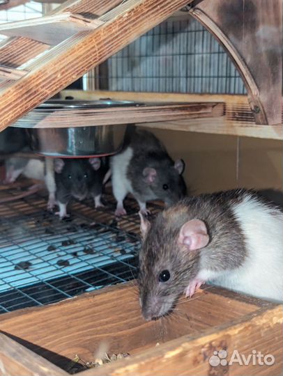 Крыса декоративная