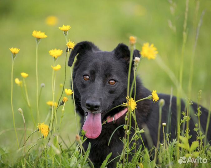 Скромная и умная Зара в добрые руки