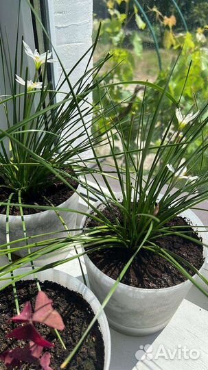 Комнатные цветы