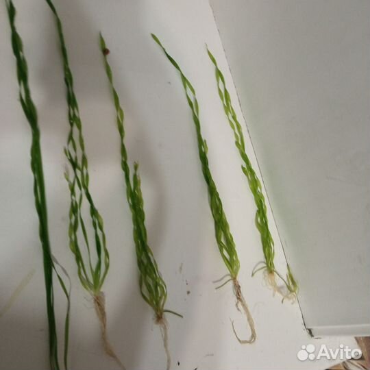 Аквариумные растения