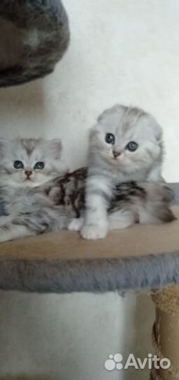 Шотландские котята
