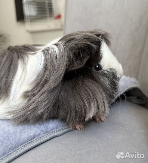 Морская свинка