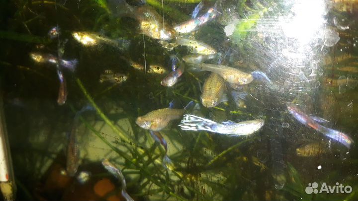 Рыбки гуппи