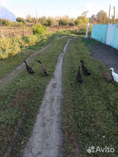 Инкубационное яйцо индийский бегунок