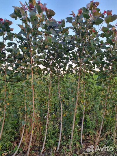 Тополь краснолисный