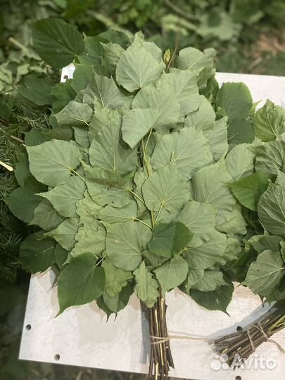 Веник липовый 2024г июль