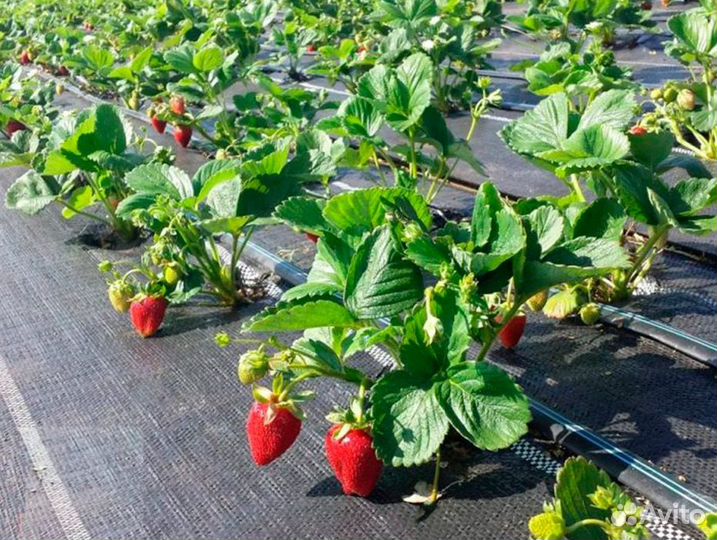 Капельная лента для клубники (шаг 10, 15см.) 1000м