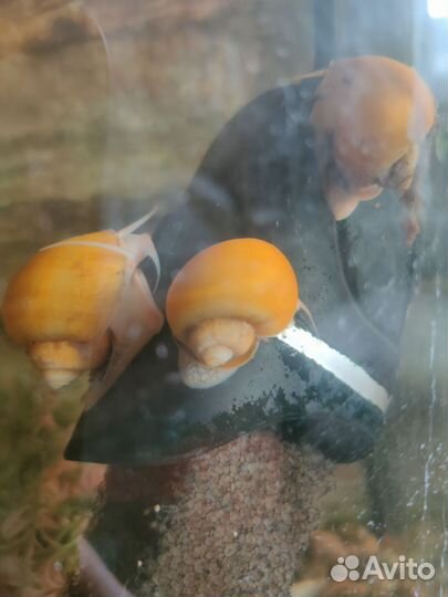 Улитки ампулярии