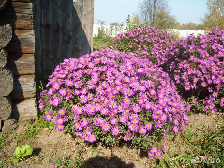 Шаровидная сентябринка (астра новобельгийская )