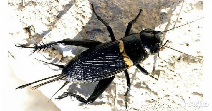 Сверчки/таракан/саранча/бражник кормовые насекомые