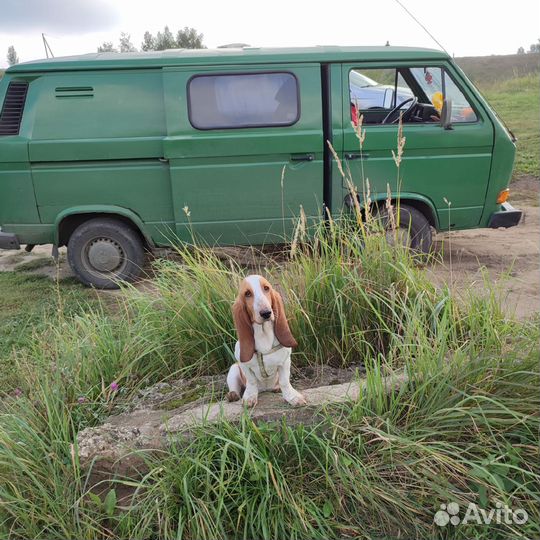 Бассет хаунд