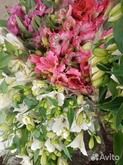 Альстромерия срез