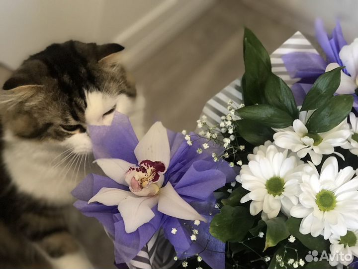 Кот длинношерстный вязка