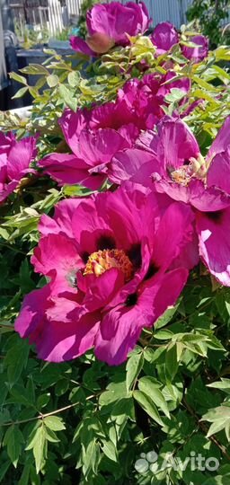 Пионы древовидные саженцы