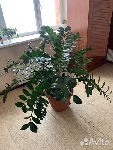 Замиокулькас