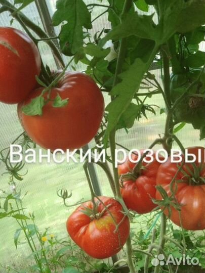 Семена томатов