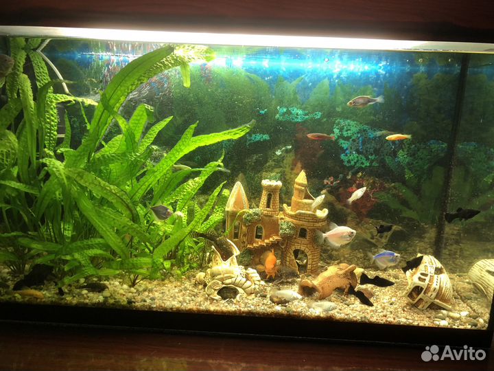 Аквариум
