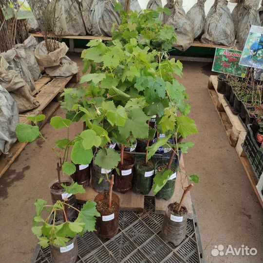Саженцы Винограда с закрытой корневой системой