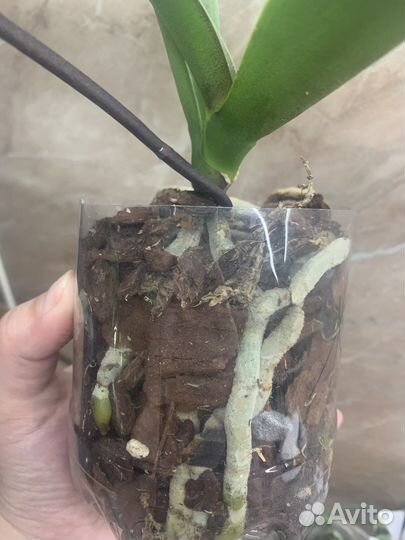 Орхидея фаленопсис