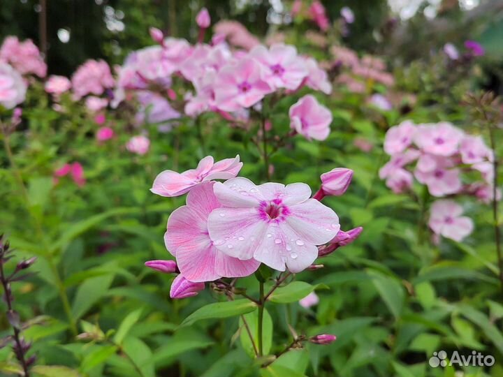 Флоксы сортовые подмосковные