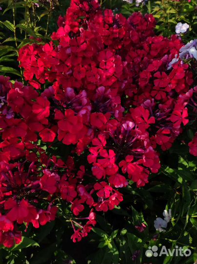 Флоксы многолетние сортовые