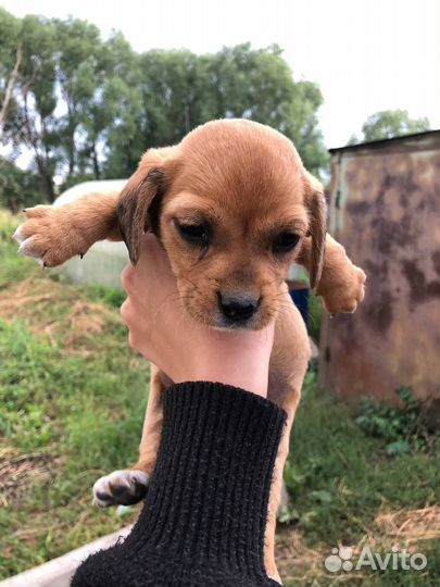 Собака в добрые руки щенок