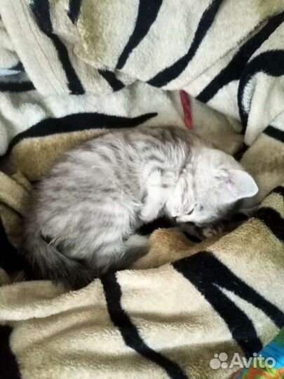Кошка