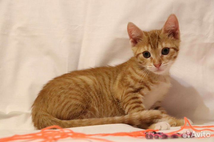 Рыжики в дар бесплатно