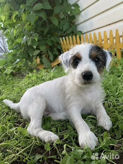 Щенки парсон рассел терьер