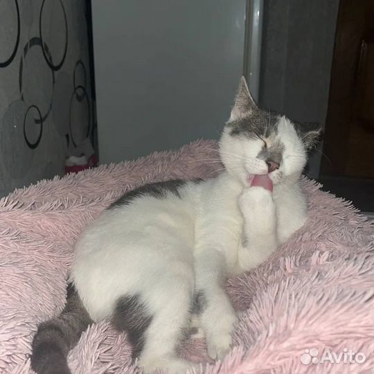 Кот в добрые руки