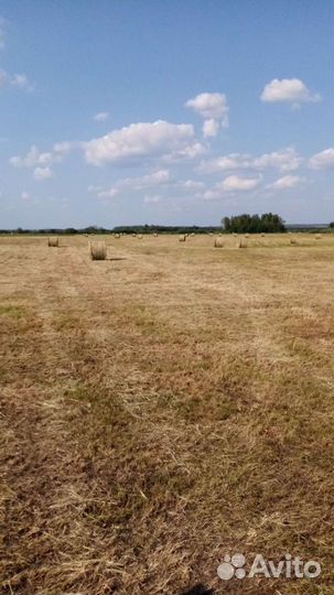 Продам сено в рулонах