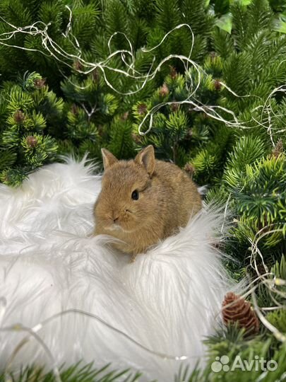 Декоративные кролики