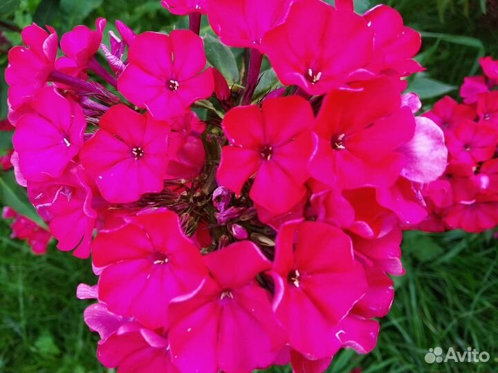 Цветы для дачи