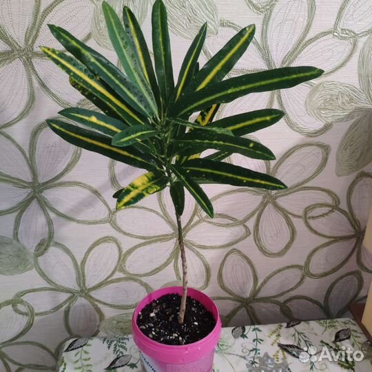 Кротон пестролистный Санни стар