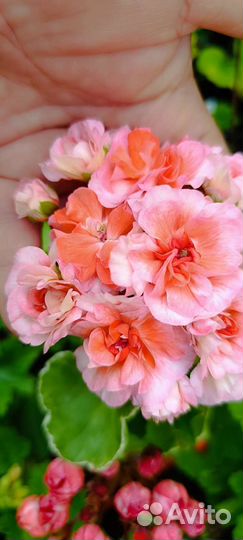 Пеларгония Юв-Феникс