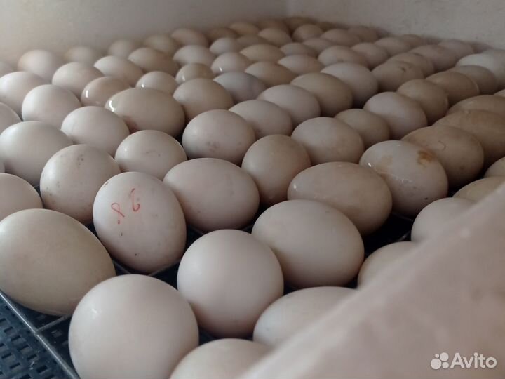 Инкубационное яйцо утки индоутки