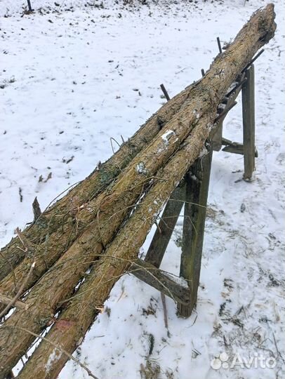 Ствол можжевельника