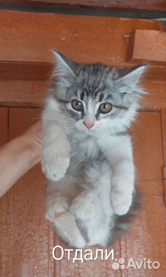 Котята мальчики в добрые руки