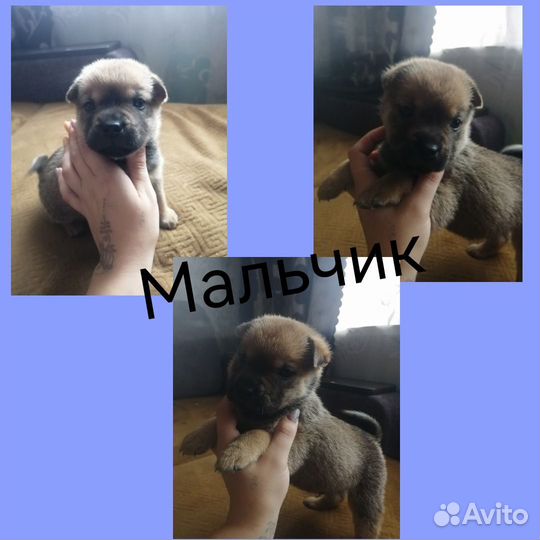 Помесь шарпея и дворняжки